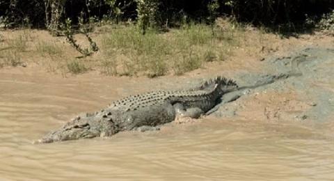 Residents warned 'crocs everywhere' after north Australia floods